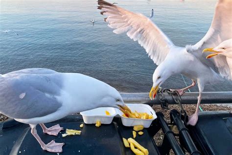 神奈川 観光 モデルコース - なぜカモメは横浜でピザを食べるのか？