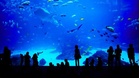 関東 水族館 おすすめ ～海の世界を探検するための秘密の扉～