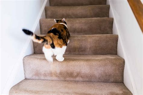 レミントンホテル: なぜ猫は深夜に廊下を駆け抜けるのか？